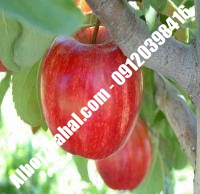نهال سیب m109 زودبازده گلدانی | ۰۹۱۲۰۳۹۸۴۱۶ مهندس مخملباف | خرید نهال سیب m109 زودبازده گلدانی | فروش نهال سیب m109 زودبازده گلدانی | قیمت نهال سیب m109 زودبازده گلدانی