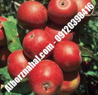 نهال سیب اصلاح شده زودبازده گلدانی | ۰۹۱۲۰۳۹۸۴۱۶ مهندس مخملباف | خرید نهال سیب اصلاح شده زودبازده گلدانی | فروش نهال سیب اصلاح شده زودبازده گلدانی | قیمت نهال سیب اصلاح شده زودبازده گلدانی