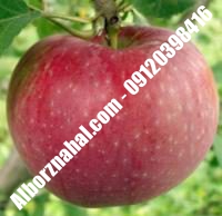 نهال سیب m111 زودبازده گلدانی | ۰۹۱۲۰۳۹۸۴۱۶ مهندس مخملباف | خرید نهال سیب m111 زودبازده گلدانی | فروش نهال سیب m111 زودبازده گلدانی | قیمت نهال سیب m111 زودبازده گلدانی